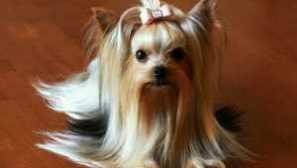 Jaký druh psů si vybrat byt